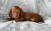 ACA Long Haired Dachshund For Sale Fredericksburg OH Female Daisy