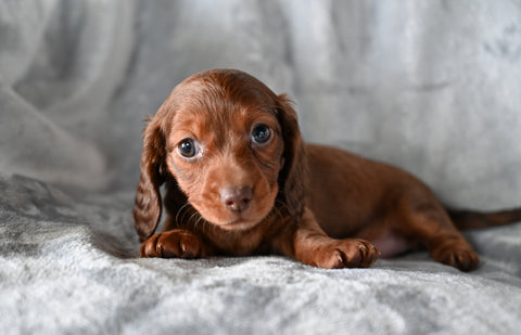 ACA Long Haired Dachshund For Sale Fredericksburg OH Female Daisy