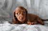 ACA Long Haired Dachshund For Sale Fredericksburg OH Female Daisy