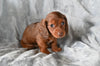ACA Long Haired Dachshund For Sale Fredericksburg OH Female Daisy