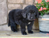 Newfoundland For Sale Dalton OH-Gypsy