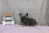 AKC Registered French Bulldog For Sale Wooster OH Female-Brooke