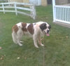 AKC Registered Saint Bernard For Sale Sugarcreek OH Male-Ruger