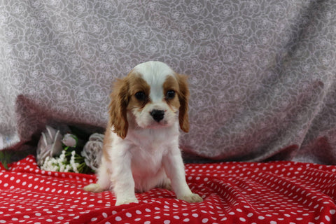 AKC Registered Cavalier For Sale Wooster OH Male-Corey