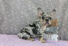 AKC Registered French Bulldog For Sale Wooster OH Female-Beth