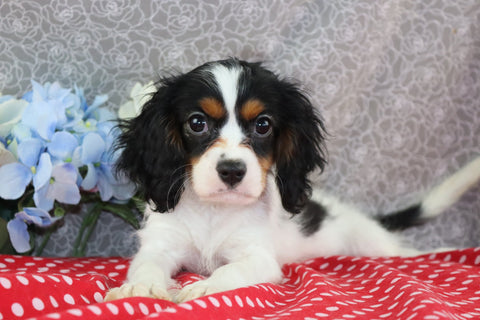 AKC Registered Cavalier For Sale Wooster OH Male-Dylan