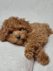ACA Registered Toy Poodle For Sale Sugarcreek OH Female-Ashley