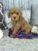 Cockapoo For Sale Sugarcreek OH Male-Eclipse