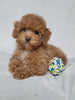 ACA Registered Toy Poodle For Sale Sugarcreek OH Female-Ashley