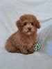 ACA Registered Toy Poodle For Sale Sugarcreek OH Female-Holly
