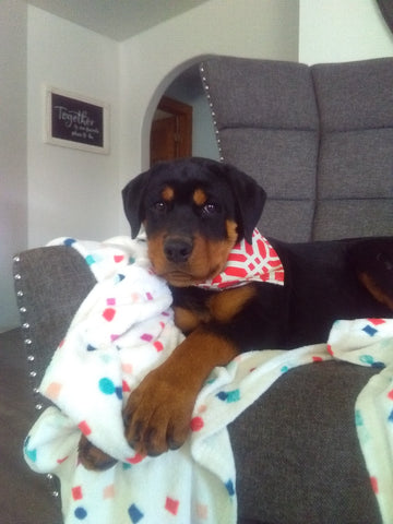 AKC Registered Rottweiler For Sale Sugarcreek OH Female-Orchid