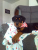 AKC Registered Rottweiler For Sale Sugarcreek OH Female-Orchid