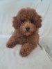 ACA Registered Toy Poodle For Sale Sugarcreek OH Male-Theodore