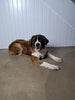 AKC Registered Saint Bernard For Sale Sugarcreek OH Female-Shelby