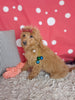 F1B Cockapoo For Sale Sugarcreek OH Female-Buttercup