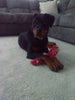AKC Registered Rottweiler For Sale Sugarcreek OH Female-Harper