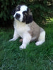 AKC Registered Saint Bernard For Sale Sugarcreek OH Male-Brutus
