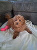 F1B Cockapoo For Sale Sugarcreek Oh Female-Jasmine