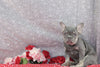 AKC Registered French Bulldog For Sale Wooster OH Female-Minnie
