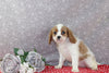 AKC Registered Cavalier For Sale Wooster OH Female-Sora