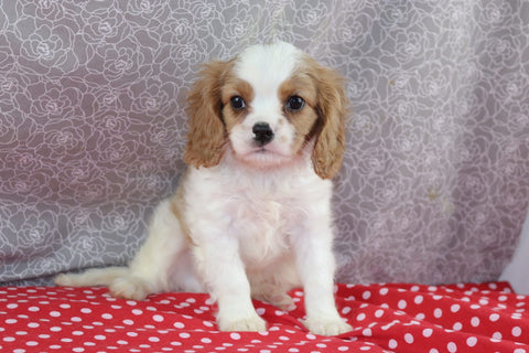 AKC Registered Cavalier For Sale Wooster OH Male-Sladen
