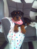 AKC Registered Rottweiler For Sale Sugarcreek OH Female-Orchid