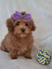 ACA Registered Toy Poodle For Sale Sugarcreek OH Female-Holly