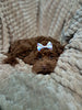 F1B Cockapoo For Sale Sugarcreek OH Female-Ariel