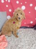 F1B Cockapoo For Sale Sugarcreek OH Female-Buttercup