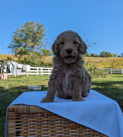 Mini Goldendoodle For Sale Fredericksburg OH Female-Lilah
