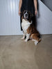 AKC Registered Saint Bernard For Sale Sugarcreek OH Female-Shelby