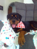 AKC Registered Rottweiler For Sale Sugarcreek OH Female-Orchid