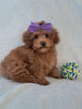 ACA Registered Toy Poodle For Sale Sugarcreek OH Female-Holly