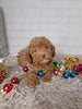 ACA Registered Toy Poodle For Sale Sugarcreek OH Male-Myis