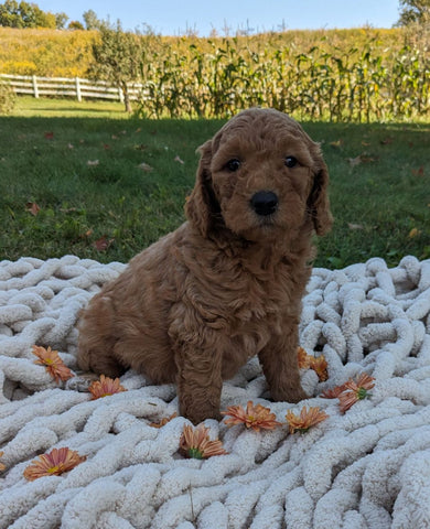 Mini Goldendoodle For Sale Fredericksburg OH Female-Florie