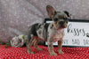 AKC Registered French Bulldog For Sale Wooster OH Male-Payton