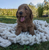 Mini Goldendoodle For Sale Fredericksburg OH Male-Frankie