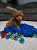 ACA Registered Toy Poodle For Sale Sugarcreek OH Male-Myis