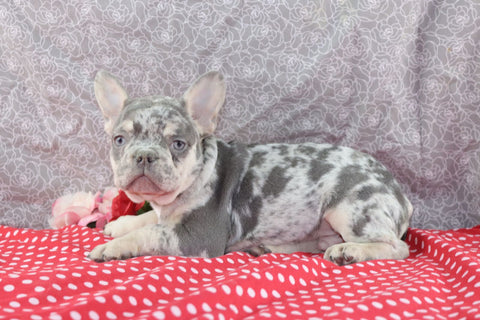 AKC Registered French Bulldog For Sale Wooster OH Male-Max