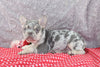 AKC Registered French Bulldog For Sale Wooster OH Male-Max