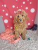 F1B Cockapoo For Sale Sugarcreek OH Female-Buttercup