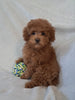 ACA Registered Toy Poodle For Sale Sugarcreek OH Female-Holly