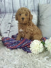 Cockapoo For Sale Sugarcreek OH Male-Rex