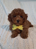 ACA Registered Toy Poodle For Sale Sugarcreek OH Male-Theodore