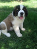 AKC Registered Saint Bernard For Sale Sugarcreek OH Male-Max