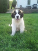 AKC Registered Saint Bernard For Sale Sugarcreek OH Female-Sophie