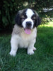 AKC Registered Saint Bernard For Sale Sugarcreek OH Male-Brutus