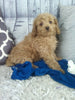 Cockapoo For Sale Sugarcreek oH Male-Kobe