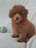 ACA Registered Toy Poodle For Sale Sugarcreek OH Male-Theodore