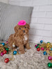 ACA Registered Toy Poodle For Sale Sugarcreek OH Female-Ashley
